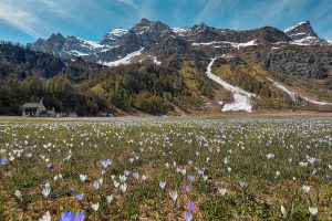 Scopri di più sull'articolo Sentenza Grande Est: ha perso la Natura